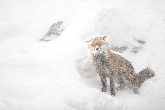 Red fox in the snow storm, italian alps