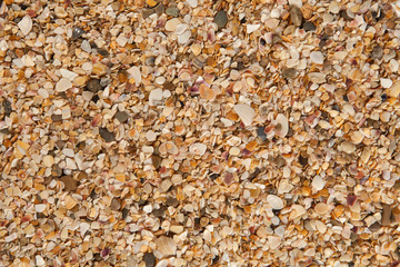 Seashell background, lots of different seashells piled together