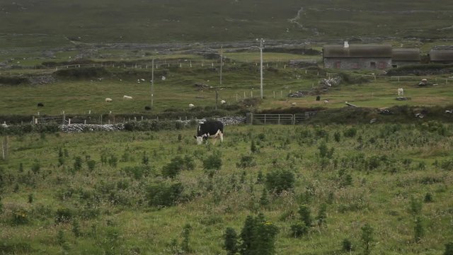 WS LD Rural Scene / Ireland