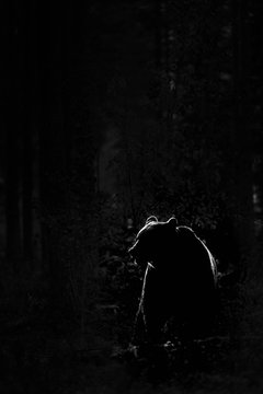 Brown bear backlit