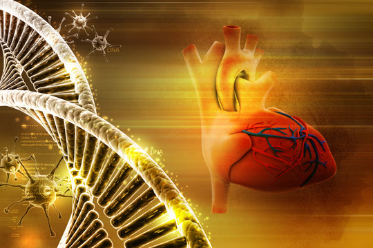 Human heart and dna