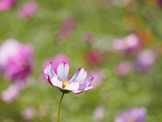 花芯の見えるコスモスをサイドから
