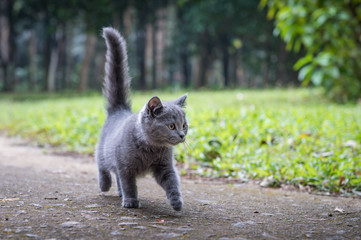 The kitten in an outdoor park