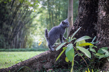 The kitten in an outdoor park