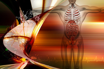 human anatomy with virus