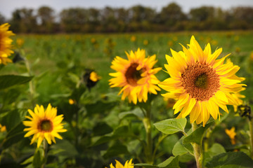 sunflowers
