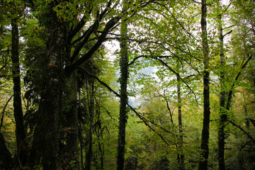 Caucasus forest