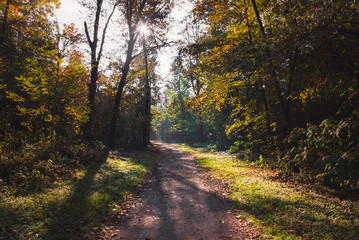 Pathway in the forest at autumn with trees and colorful leaves