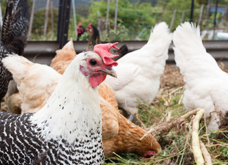 Close up of ancona chicken in coop with brown, black and white chickens behind (cropped and selective focus)