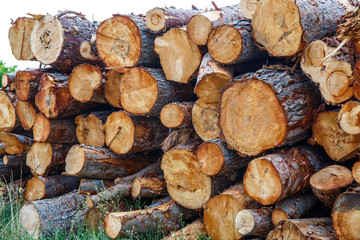 Wooden logs background