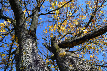 Maple tree branch with yellow leaves against blue sky