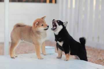 黒柴　柴犬　shibainu　 © rpm9900