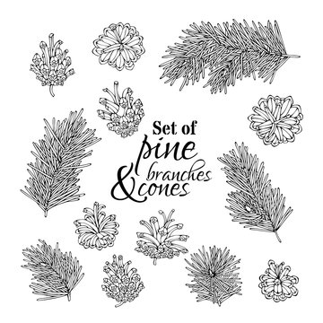 Set of doodles pine cones and branches with needles.