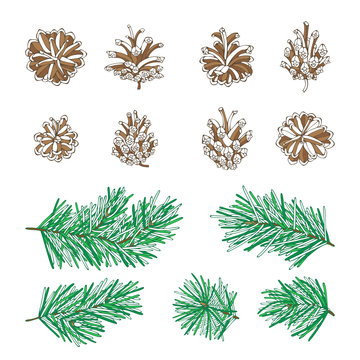 Vector pine tree branches and cones set.