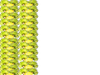 Cultivated banana with copy space on white background,
Pisang Awak is an edible banana cultivar belonging to the banana cultivar group.
 This cultivar is grown worldwide. (Thai call Kluai Namwa)