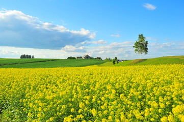 Fototapeta premium Landscape of Cultivated Lands at Countryside 