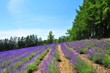 Fototapeta na wymiar Colorful Lavender Flower Fields 