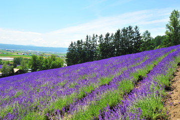 Fototapeta premium Colorful Lavender Flower Fields 