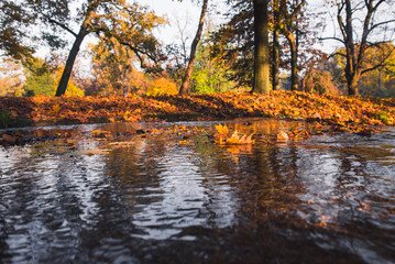 Quiet river and woods with trees and colorful leaves at autumn