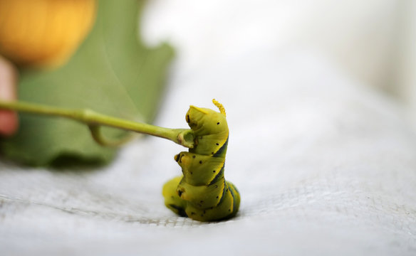 Caterpillar on yellow quince, giant big green worm. Caterpillar hawk dead head on a white background close up.