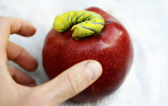 Caterpillar on red apple, giant big green worm. Caterpillar hawk dead head on a white background close up. Hand reaches for an apple with caterpillar.