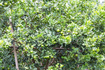 Lemons hanging on tree in the farm