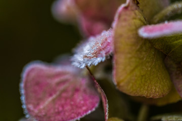 frost