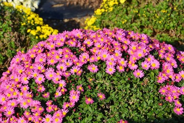 ドーム菊栽培（ざる菊）