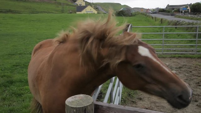 MH Horse Shaking Mane / Ireland