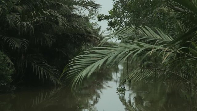 BOAT POV WS Mekong River with Lush Foliage / Vietnam