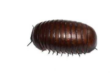 Malagasy giant pill millipede isolated on white background