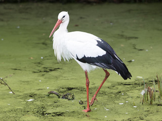 Stork walking in a pond filled with duckweed