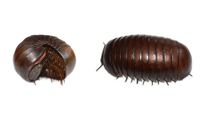 Malagasy giant pill millipede isolated on white background