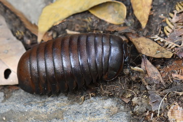 Malagasy giant pill millipede in a rainforest