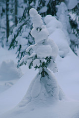 Beautiful winter forest. Merry Christmas and New Year. Nature of Siberia. Красивый зимний лес. С рождеством и Новым Годом. Природа Сибири 