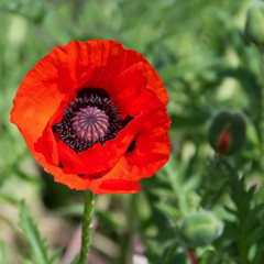 red poppy on a green field