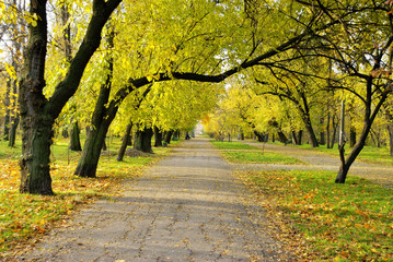 Fall alley in park