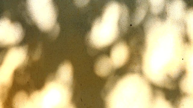 leaf shadow on wall