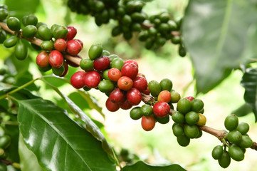 Coffee beans ripening on a tree