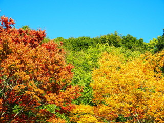 Fototapeta premium 紅葉と紅葉の欅
