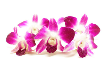 Fototapeta na wymiar beautiful orchid flower