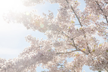 Sunburst Cherry Blossom