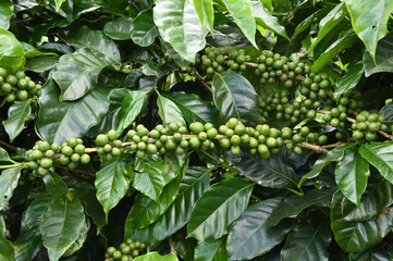 Green coffee beans on stem