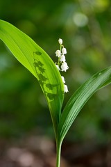 Fototapeta premium lily of the valley - may lily, may lily and silhouette