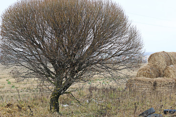 Fall field straw stack