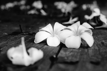 Tropical flowers Plumeria on wood