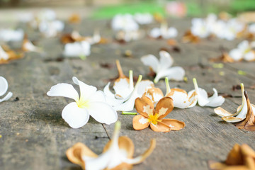 Tropical flowers Plumeria on wood