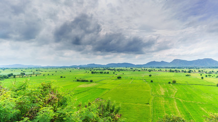 Fototapeta na wymiar Paddy fields in countryside , Thailand