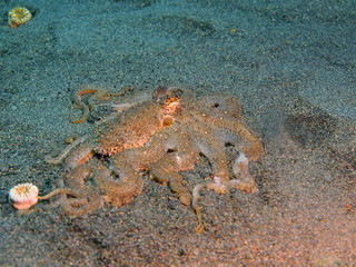 Octopus