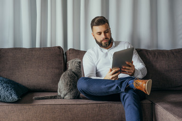 Young bearded businessman, dressed in a white shirt sitting in a room on the couch, holding tablet computer, looking at screen. Gray cat sitting nearby. A man checks the e-mail on a digital gadget.